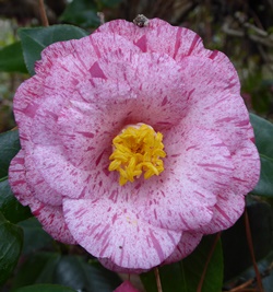 Anita Camellia, Camellia japonica 'Anita'